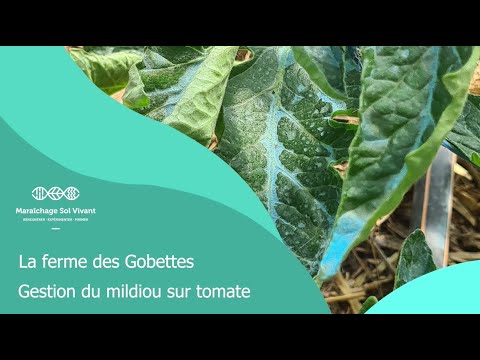 Fiche maladies & ravageurs - Gestion du mildiou sur tomates - Ferme des Gobettes