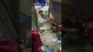 Download lagu kucing kembang biak mp3