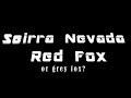 Red Fox or Grey Fox: Trailer