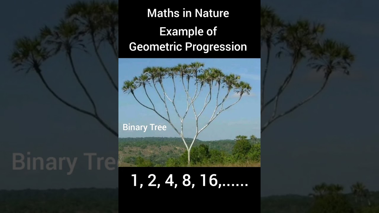 Mathematics in Nature : Geometric Progression : Natural Example of Geometric Progression