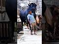 Gigantic Holstein Friesian bull coming out of the barn