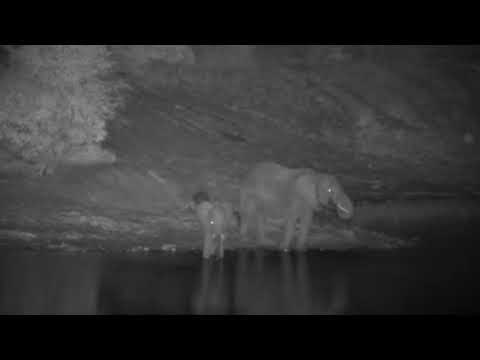 Djuma: Two Elephants drink at other side of dam - 23:55 - 10/28/2022