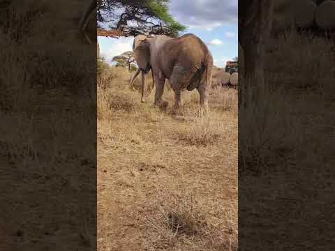 The fall of the Amboseli Giant. Craig