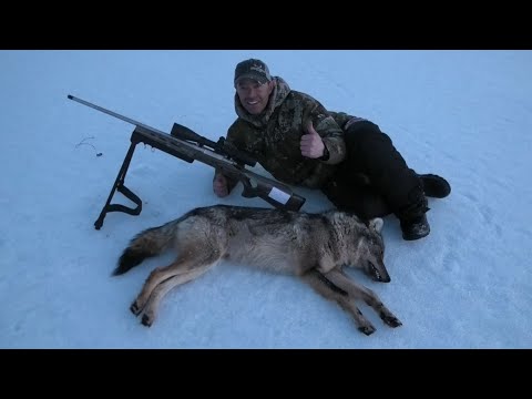 Coyote hunt in Newfoundland. Swagger style