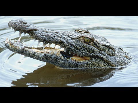 SMITE - Crocodile Fear