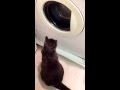 Cat Plays With Washing Machine