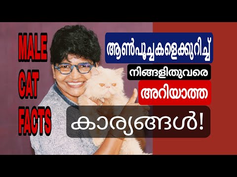 ആൺപൂച്ചകളെക്കുറിച്ച് നിങ്ങളിതുവരെ അറിയാത്ത കാര്യങ്ങൾ! | Male Cat Facts@NANDASPets
