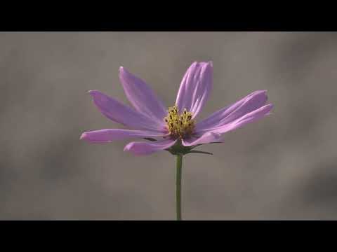 Beautiful Flower | Blooming Flower in My Village | Abdul Majeed Batti