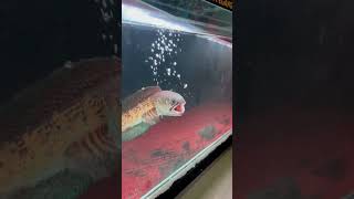 Download lagu AURANTI MANGAP MANGAP mp3