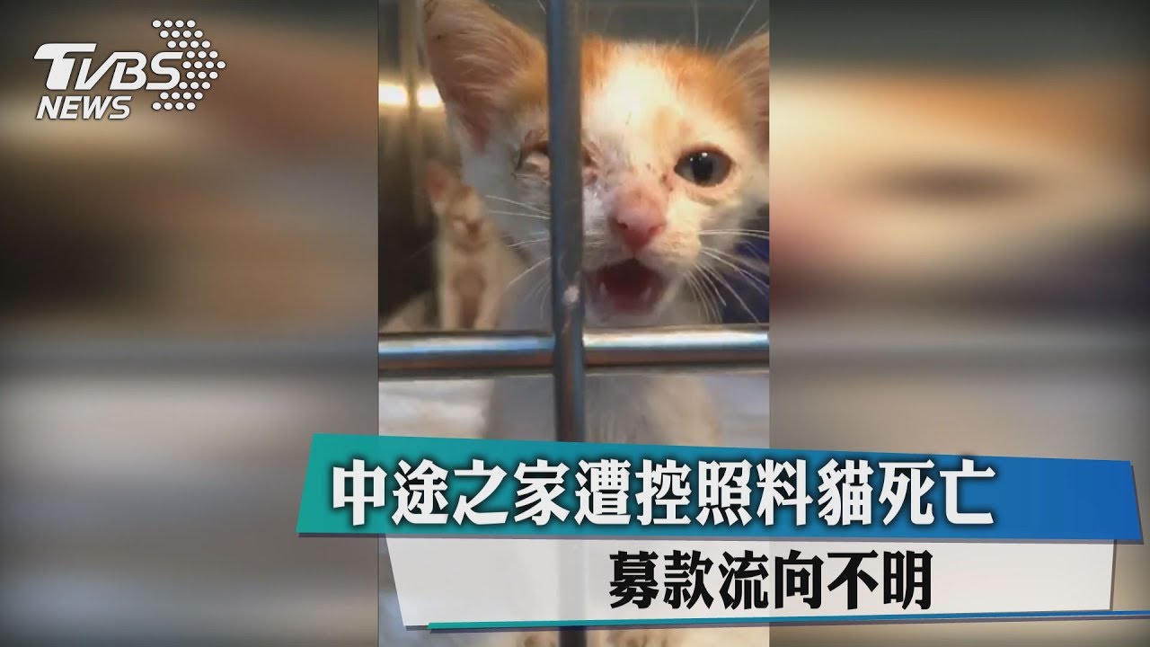 中途之家遭控照料貓死亡 募款流向不明