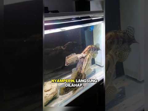 Pebas Besar Datang, Chana Langka Tamat!” #fishing #hobbyikan #ikan #mancing #trending #mancingmania