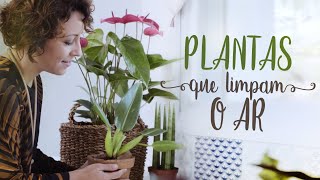 PLANTAS pra CASA TODA: sala, QUARTO, cozinha e VARANDA