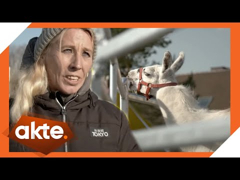 Circus in trouble – Will the Köllner family soon be unable to afford the feed? | Akte | SAT.1 TV
