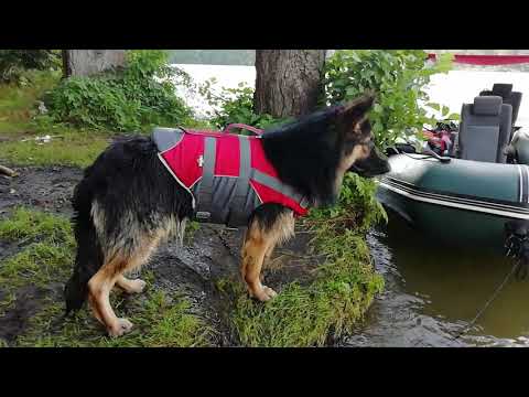 Pies ratownik - Alex