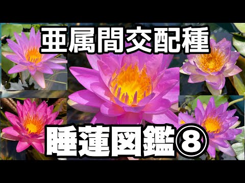 スイレンの家族