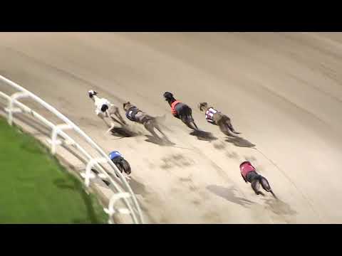 ECC TIMBER PUPPY DERBY - HEAT 6 - SPORTING DAVE