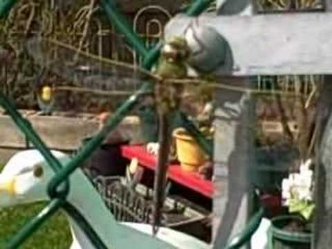 GREEN DARNER DRAGONFLY (Anax Junius) Sunning in Back Yard