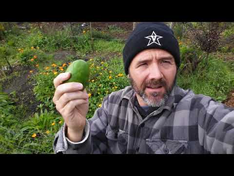 feijoa -- one of the best fruits most people haven't heard of