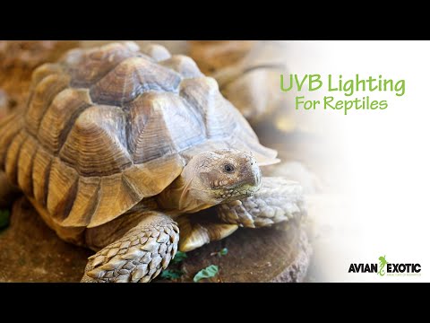 UV Lighting for Reptiles
