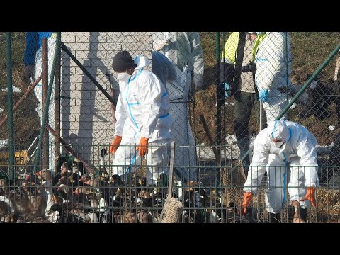 Vogelgrippe H5N8 im Menschen: »Wir sollten die Situation ernst nehmen, sie aber auch nicht überbewer