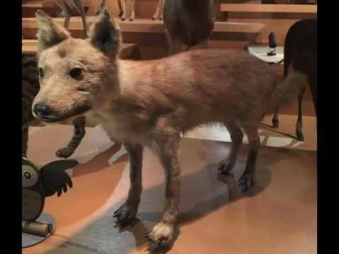 Japanese Wolf Sound Effects 🦍 🔊