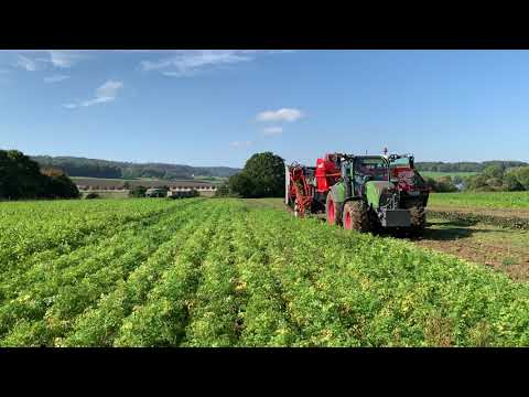 Dewulf GBC bei Wurzelpetersilien Ernte