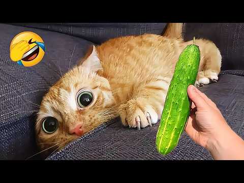 Try not to laugh 😂 Ultimate Funny Cats and Dogs 2026 🐱🐶