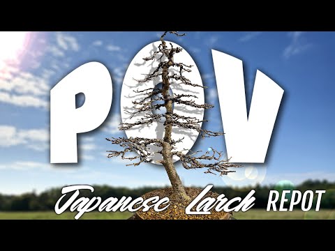 Japanese Larch bonsai POV repot
