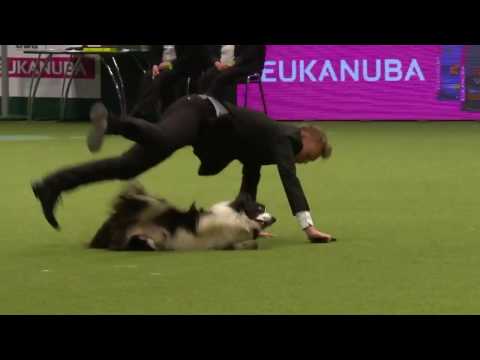 Lukas Pratschker & Falco @ CRUFTS 2017