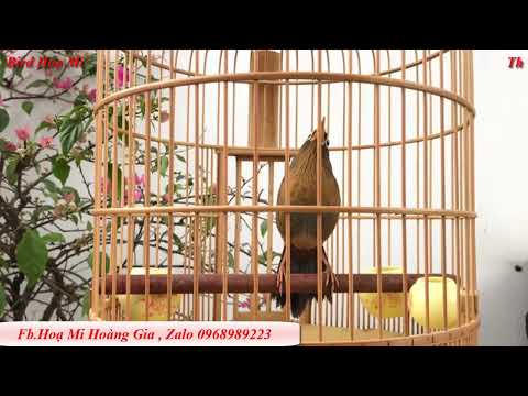 6 hours of relaxing bird songs  , ASMR Hoạ Mi Hót Sáng Hay Luyện Giọng Hoạ Mi