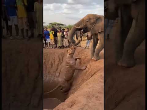 Elephant Falls on Tiger 😮