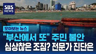 "부산에서 또" 주민 불안..심상찮은 조짐? 전문가 진단은 / SBS / 모아보는 뉴스