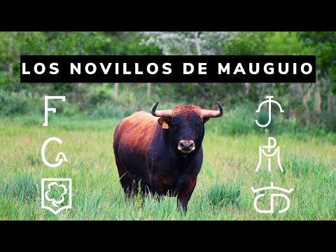 LOS NOVILLOS DE MAUGUIO 🔥