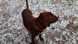 JANUARY 9, 2018 Louisiana Snowfall