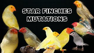 Star Finches All Mutations || AD BIRDS | HUZAIFA ADVANI