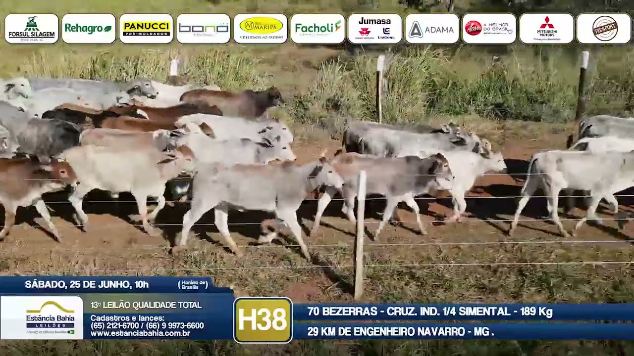 Vídeo LOTE H38 - 13º Leilão Qualidade Total 2022