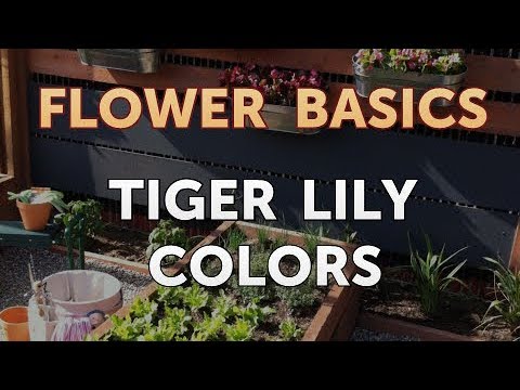 download lagu mp3 mp4 Tiger Lily Colors, download lagu Tiger Lily Colors gratis, unduh video klip Tiger Lily Colors