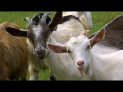 OKULOOTA EMBUZI ( DREAMS ABOUT GOATS)