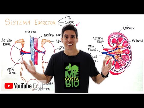 Sistema Excretor (Urinário) - Professor Gustavo Schmidt