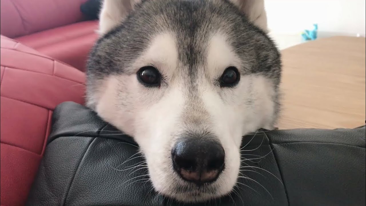 どうしてもパンが食べたいシベリアンハスキー