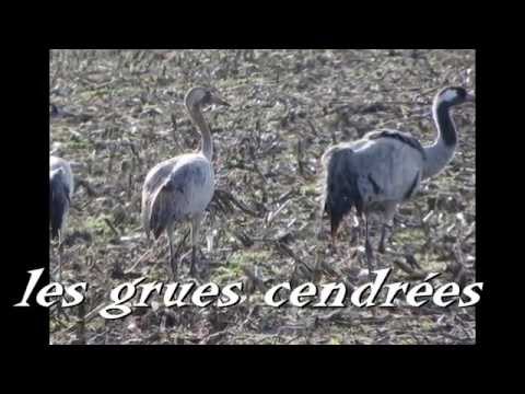 pourquoi la grue cendree vole en v