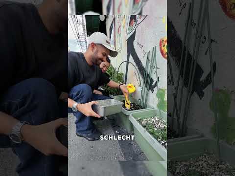 Wie verwendet man Eierschalen richtig als Dünger? #tiere #shorts