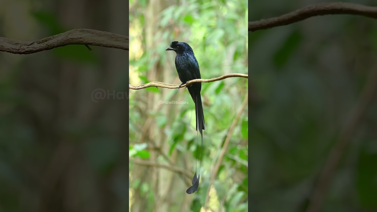 Greater Racket-tailed Drongo: Morphology and Flight Biology