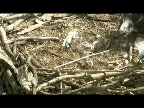 Rutland Ospreys 2013 - 19 May 9.53am - Feeding Chick 1