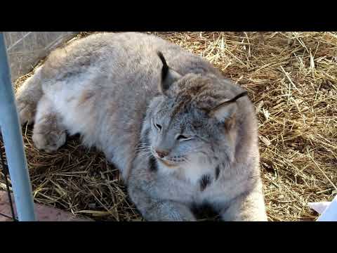 Max Canada Lynx Angel or Demon?