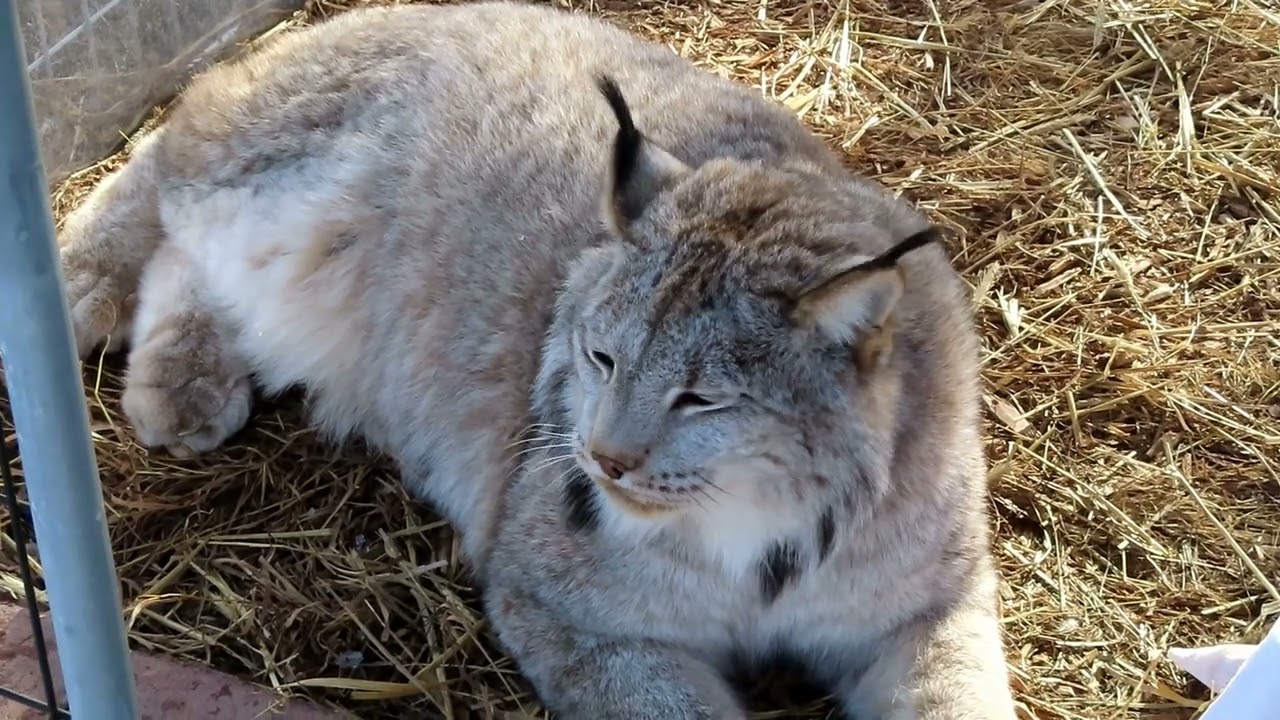 Max Canada Lynx Angel or Demon?
