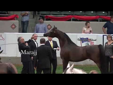 Marajj US NATIONAL CHAMPION STALLION