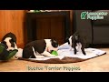 Boston Terrier dogs for sale: Smores - Video 1
