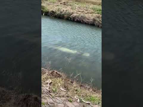 IUCN分類における絶滅の危険性を示す図。