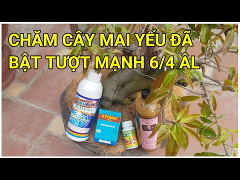 🔴 QBS22209 - CÁCH CHĂM CÂY MAI YẾU ĐT 0942456100 || CÁCH CHĂM CÂY MAI CHẬM ĐI TƯỢT CHĂM SÓC MAI VÀNG